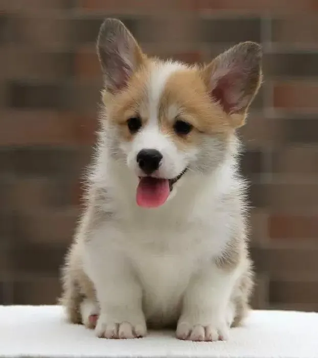 柯基犬|饲养柯基犬的5个基本常识
