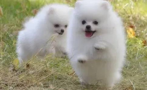博美犬|训练宝典之训练博美犬期间应谨记五点