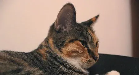 家猫的寿命有多长 猫的一般寿命为18-20岁 | 猫
