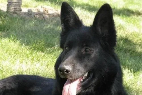 比利时牧羊犬怎么养 每天应含肉类250到300克 | 比利时牧羊犬