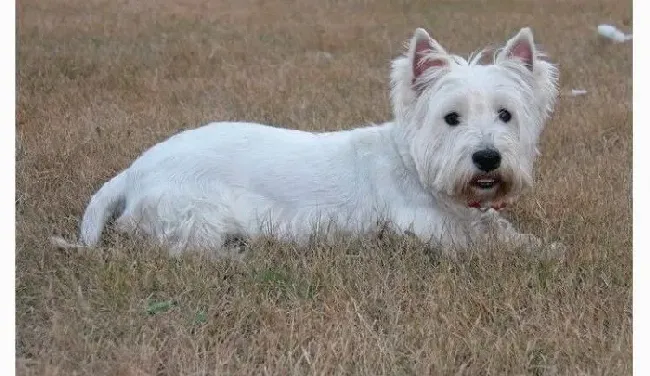 柯基犬|柯基犬怀孕 主人要知道的照护知识