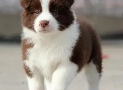 边境牧羊犬|边境牧羊犬身上有皮屑很痒是螨虫的症状吗
