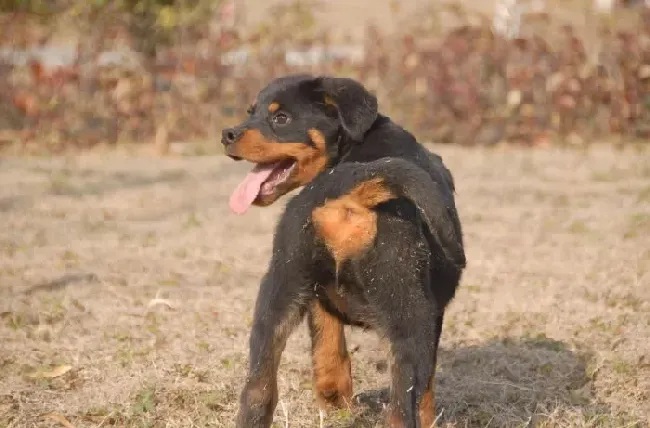 罗威纳犬|两个月的罗威纳犬身上很痒，有皮屑应如何医治