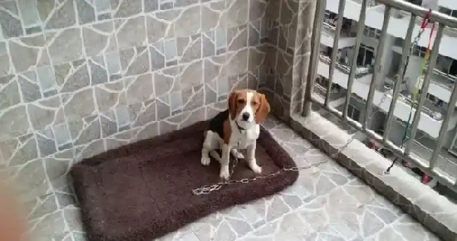 比格犬|影响比格犬食欲原因大汇总
