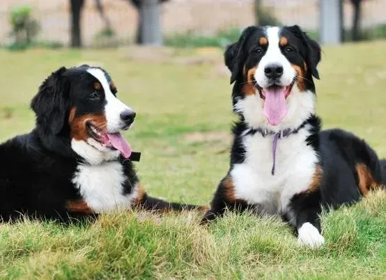 伯恩山犬|伯恩山犬吃多了导致涨肚 该怎么帮助它消化