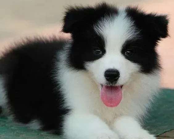 边境牧羊犬|边境牧羊犬严重挑食只吃肉怎么办