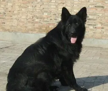 比利时牧羊犬的智商 智商排名第15位 | 比利时牧羊犬