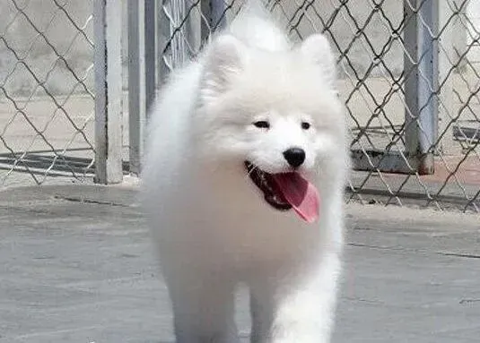 萨摩耶|萨摩耶不停的呕吐是什么毛病