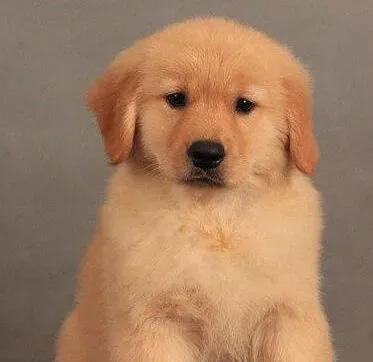 金毛|怎样才能养出一只最强健的金毛犬