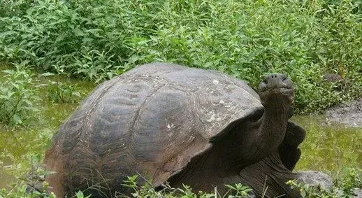 乌龟有寄生虫吗 乌龟的寄生虫病主要症状 | 乌龟