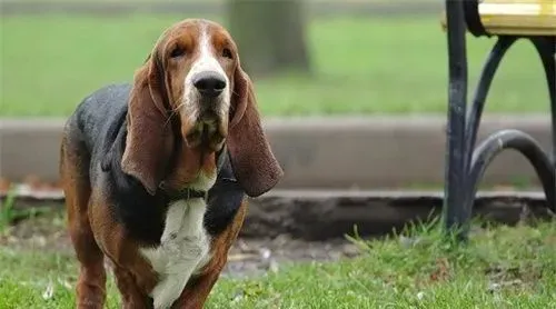 巴吉度猎犬智商 智商排名在120名左右 | 巴吉度猎犬