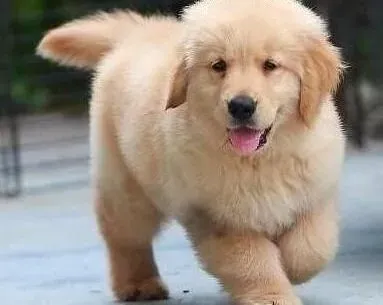 金毛|给金毛犬梳毛时的六个注意事项