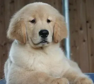 金毛|金毛犬有皮屑应如何消除掉