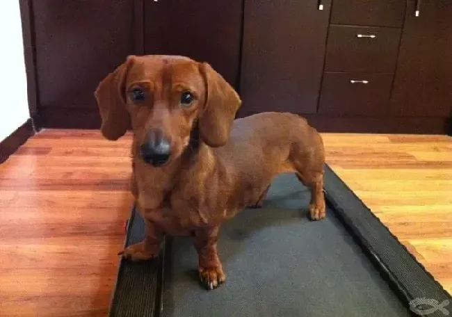 腊肠犬|3个月的腊肠犬需要补充钙质么