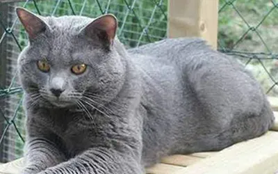 夏特尔猫怎么养 要注意该猫眼睛的护理 | 夏特尔猫