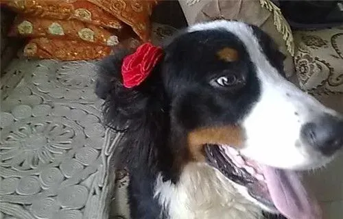 伯恩山犬智商排名 伯恩山犬智商在第22位 | 伯恩山犬