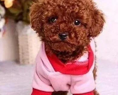 泰迪犬|我家泰迪犬总是什么都吃应如何纠正
