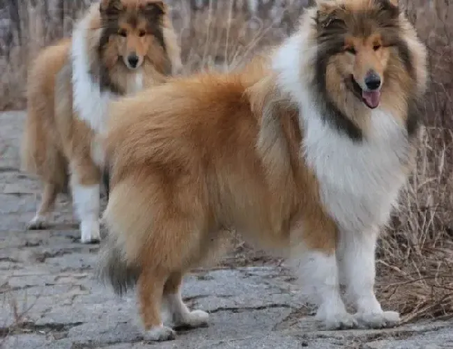 苏格兰牧羊犬|小苏格兰牧羊犬身上有寄生虫怎么根除