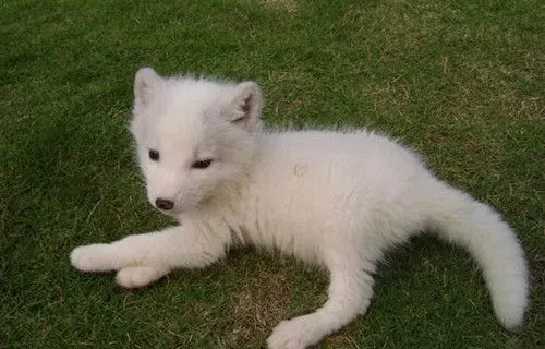 怎样养好狐狸 饲养宠物狐狸注意的地方