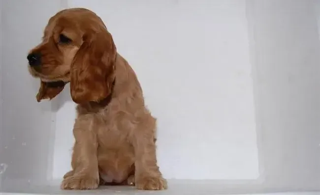 可卡犬|面对可卡犬吃便便的问题大家要寻找最佳解决途径
