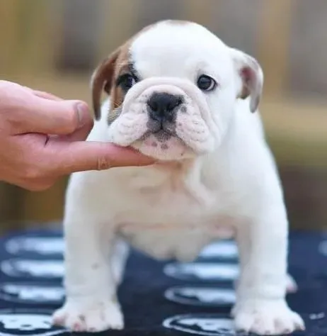 英国斗牛犬|两个月的斗牛犬身上有虱子用什么药好