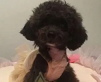 贵宾犬|训练技巧 如何让贵宾犬学会追踪