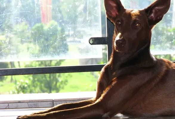 法老王猎犬看家护卫 看家护院的本领也是很强 | 法老王猎犬