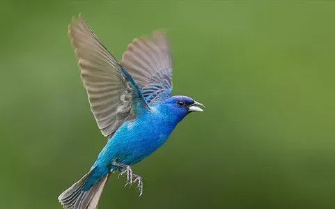 蜱病 鸟蜱病的症状及需要防治的方法 | 鸟