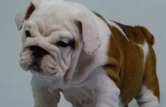 英国斗牛犬|关于斗牛犬被毛的护理方法简介