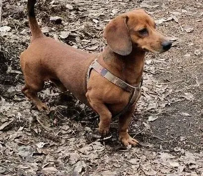 腊肠犬|爱狗宝典 肥胖腊肠犬的相应减肥措施