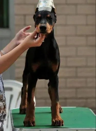 杜宾犬|杜宾犬咳嗽有痰该怎么治疗