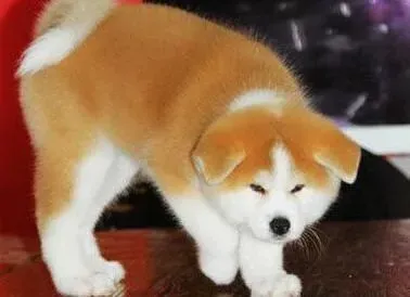 秋田犬|怎样才能轻松的完成秋田犬的喂食问题