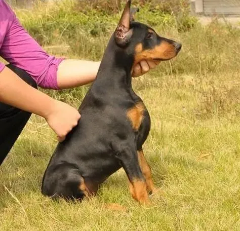 杜宾犬|饲养杜宾犬要准备好哪些狗狗用具