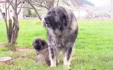 高加索犬|怎样给狗狗清洁卫生？高加索犬的淋浴和刷洗过程