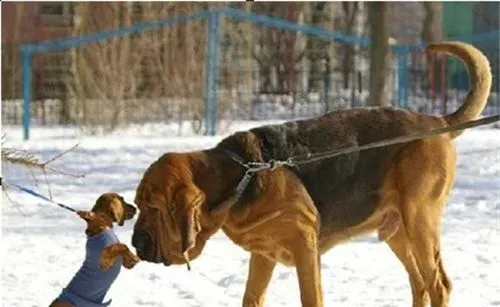 寻血猎犬是金毛吗 寻血猎犬与金毛的区别 | 寻血猎犬