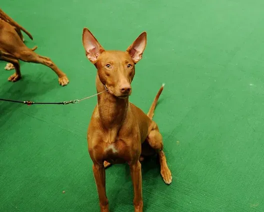 法老王猎犬看家护卫 看家护院的本领也是很强 | 法老王猎犬