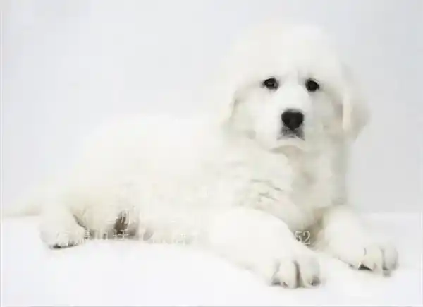 大白熊犬|大白熊犬吃了鹅骨后吐了是怎么回事