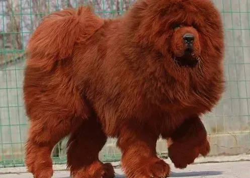 藏獒|藏獒接种疫苗后免疫效果不佳是何原因