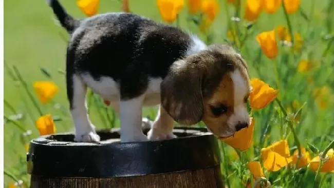 比格犬|2个月的比格犬该吃多少粒狗粮