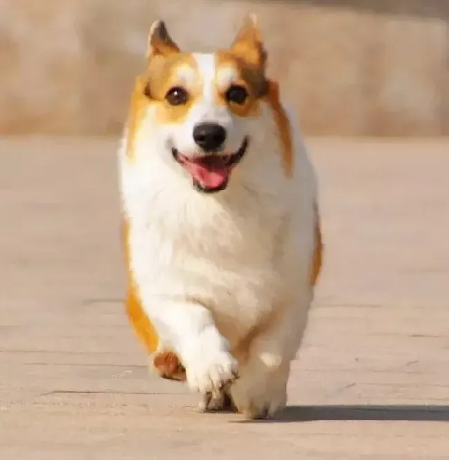 柯基犬|吃有吃相 如何调教柯基犬文明进食