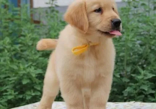 金毛|如何饲养出生不久的金毛犬幼犬