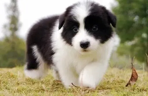 边境牧羊犬|边境牧羊犬食欲过差怎么解决