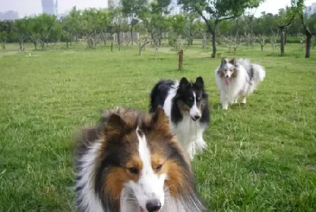 喜乐蒂|如何搞定擅长恶搞的喜乐蒂犬