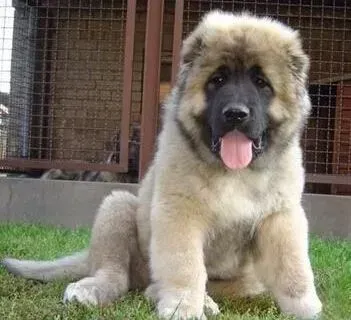 高加索犬|水与营养 为什么高加索犬的生活中离不开水