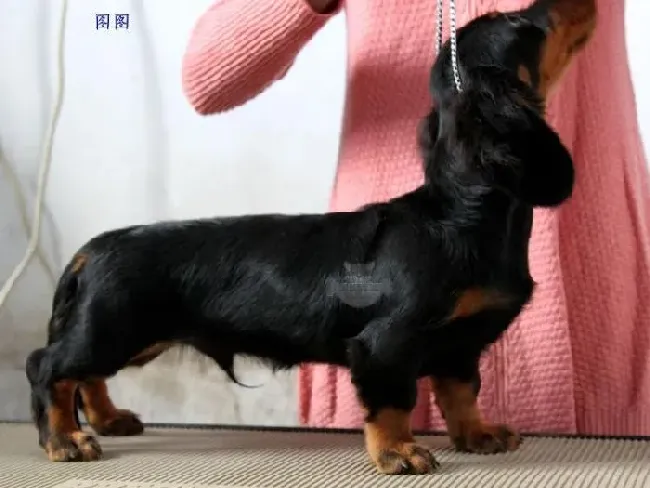 腊肠犬|如何科学有效的阻止腊肠犬刨土