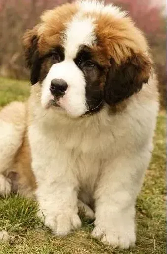 圣伯纳犬|圣伯纳犬吃什么可以补钙