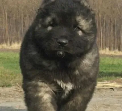 高加索犬|最美不过夕阳红 怎样让高加索犬老年生活更美好