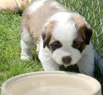 圣伯纳犬|黄金季节饲主怎么护理伯恩山犬好