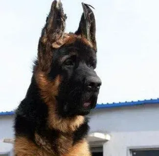 德国牧羊犬|小德国牧羊犬除了狗粮以外还能吃什么