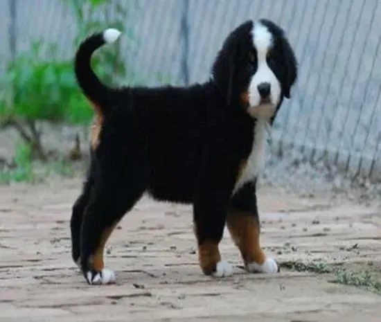伯恩山犬|带着伯恩山犬外出散步要注意哪些